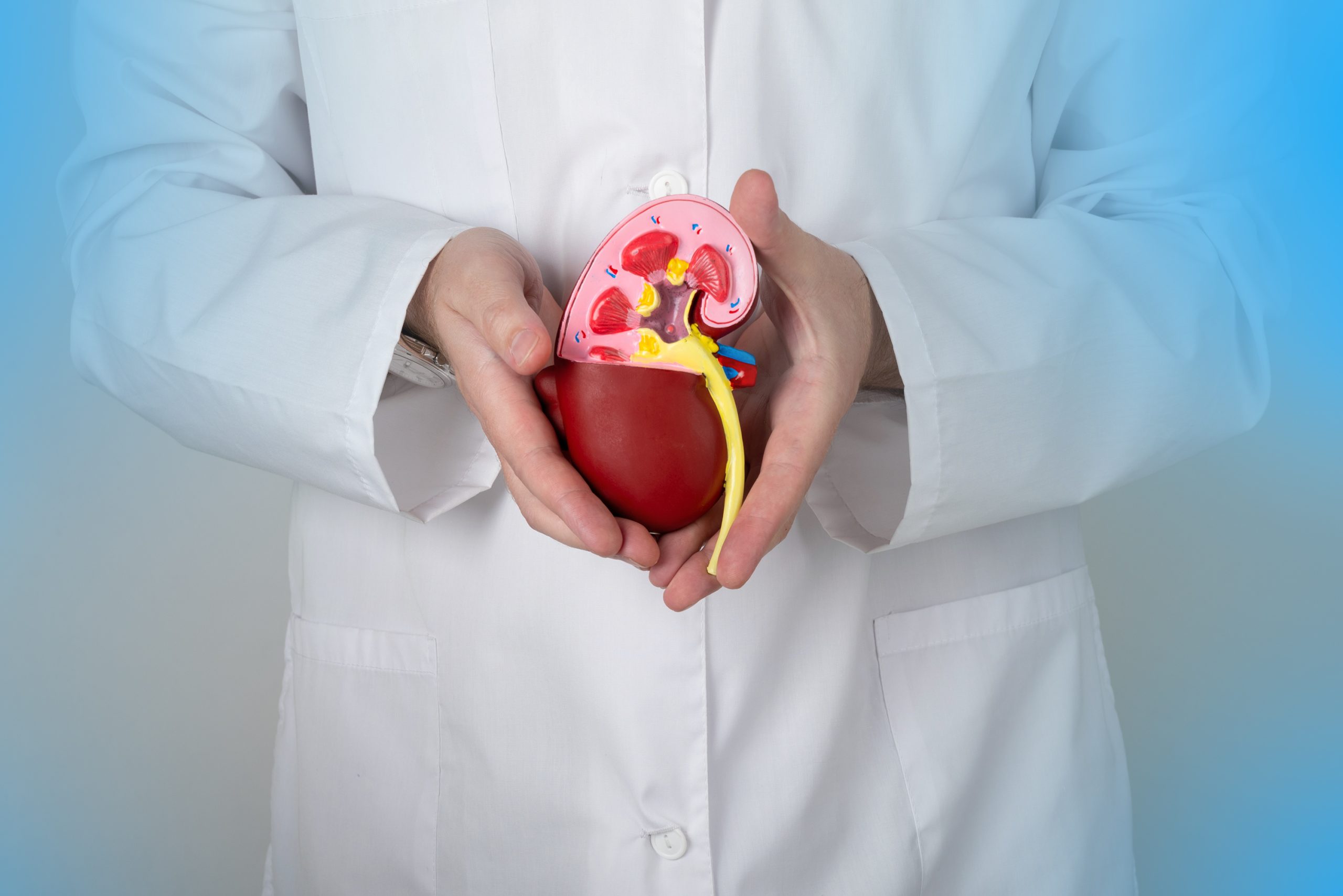 Doctor hands holding kidneys shape. Health care, medical insurance concept.